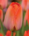Tulipán Orange van Eijk 