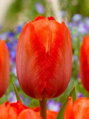 Tulipán Orange van Eijk 