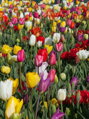 Tulipán - různobarevný mix