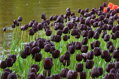 Tulipán Queen of night 