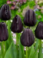 Tulipán Queen of night 