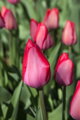 Tulipán Van Eijk 
