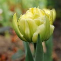 Tulipán Verona 