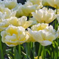 Tulipán Verona 