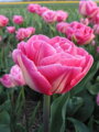 Tulipán Voque 