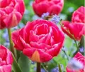 Tulipán Voque 