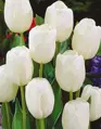 Tulipán White prince 