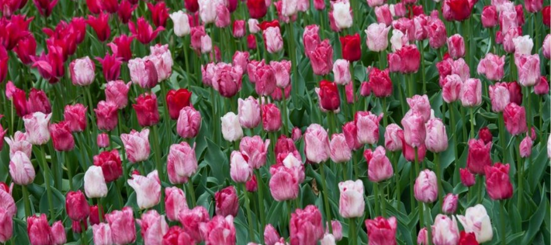 Pestovani Tulipanu