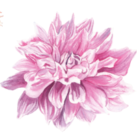 Letní cibuloviny a hlízy Předprodej