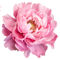 Prostokořenné trvalky bez listů  Předprodej    