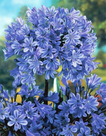 Kalokvět Blue Giant