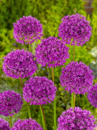 Česnek - Allium Aflatunense (hollandicum)