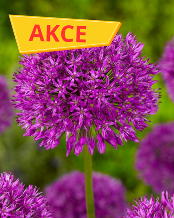 Okrasný česnek Purple Sensation