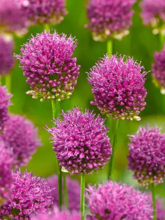Česnek - Allium Kulatohlavý (Sphaerocephalon)