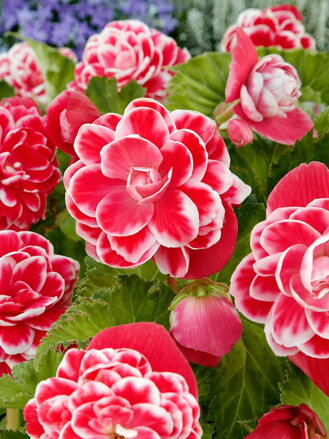 Begónie Camelia Pink