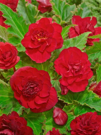 Begónie Double Red
