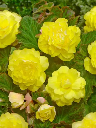 Begónie Double Yellow