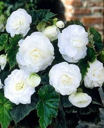 Begónie Double White