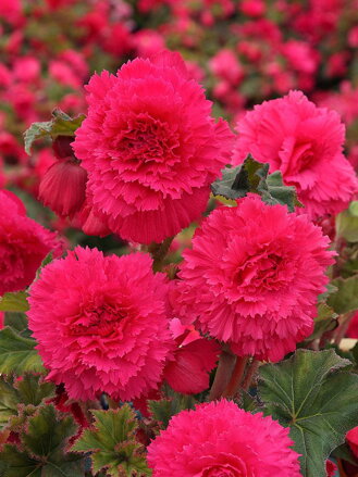 Begónie Fimbriata Pink