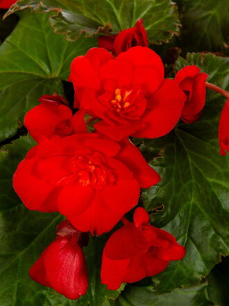 Begónie Pendula Red