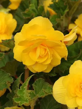 Begónie Pendula Yellow