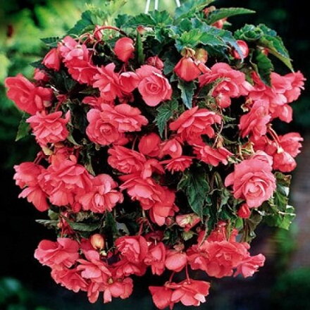 Begónie Pendula Pink