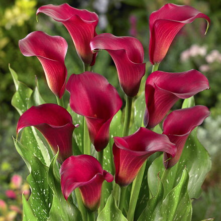 Kala Callafornia Red