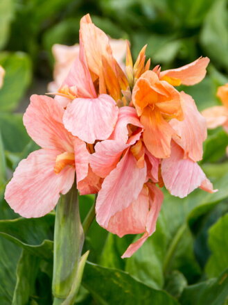 Dosna Apricot frost