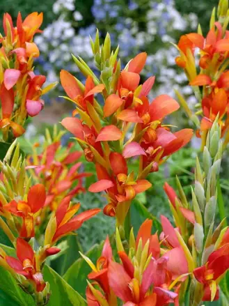 Dosna Mandarin orange