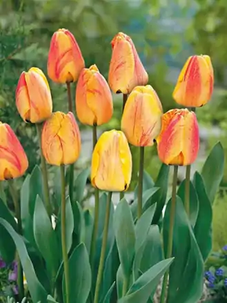 Tulipán Beauty of apeldoorn
