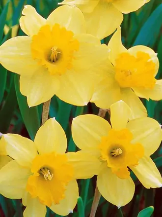 Narcis Carlton