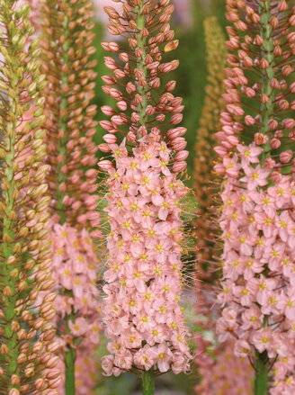 Liliochvostec - Eremurus Romance