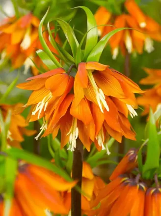 Řebčík královský Orange beauty