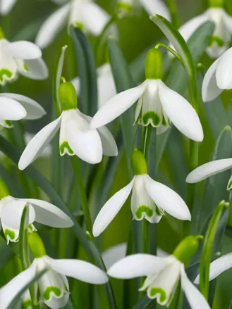 Sněženka podsněžník - Galanthus nivalis