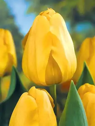 Tulipán Golden parade
