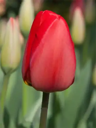 Tulipán Parade