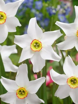 Narcis Poeticus recurvus pheasant eye