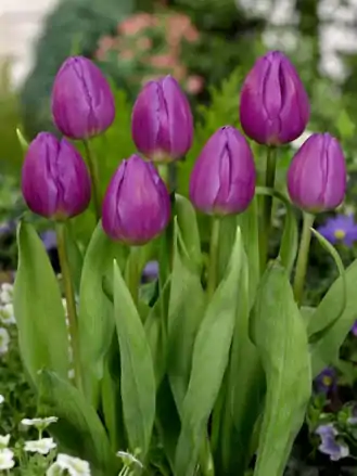 Tulipán Purple flag