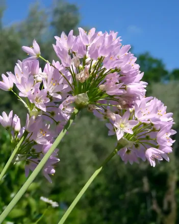 Okrasný česnek Roseum