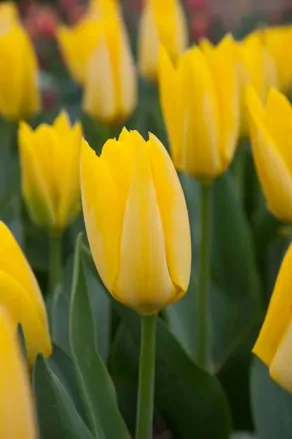 Tulipán Yellow purissima