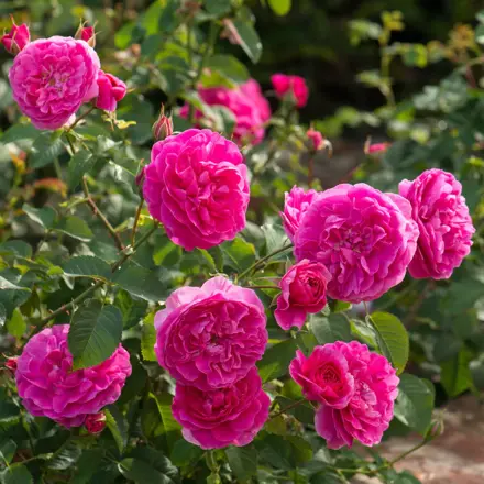 Anglická růže England's Rose
