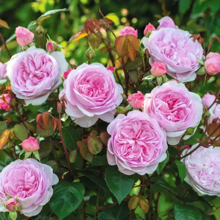 Anglická růže Olivia Rose Austin®
