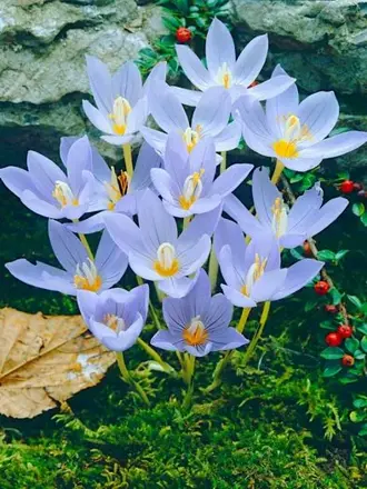 Krokus krásný (podzimní)