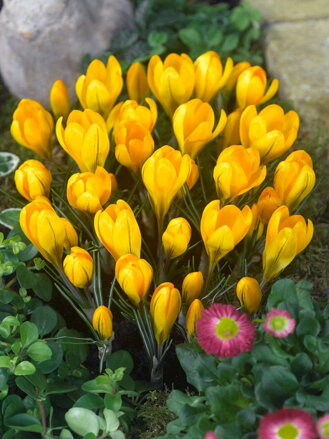Krokus žlutý (velkokvětý)