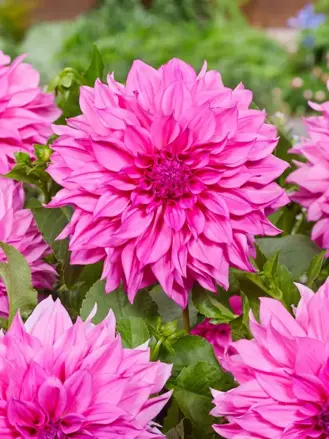 Jiřina Cafe au lait rose