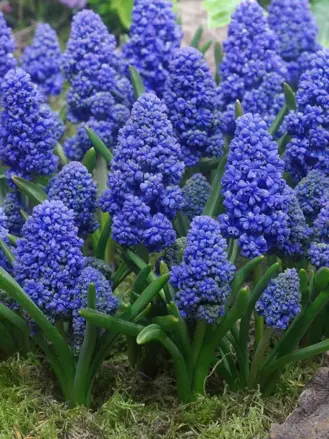 Morčenec arménský Blue Spike