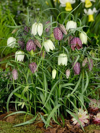 Řebčík kostkovaný- směs barev -  Fritillaria Meleagris