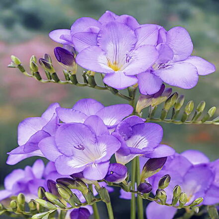 Frézie Blue