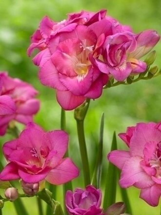 Frézie Double pink