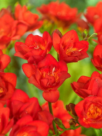 Frézie Double red